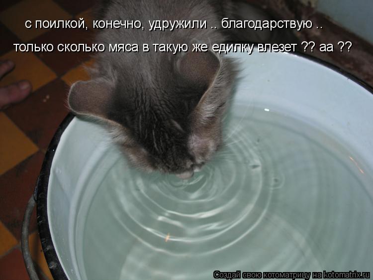 Котоматрица: с поилкой, конечно, удружили .. благодарствую .. только сколько мяса в такую же едилку влезет ?? аа ??