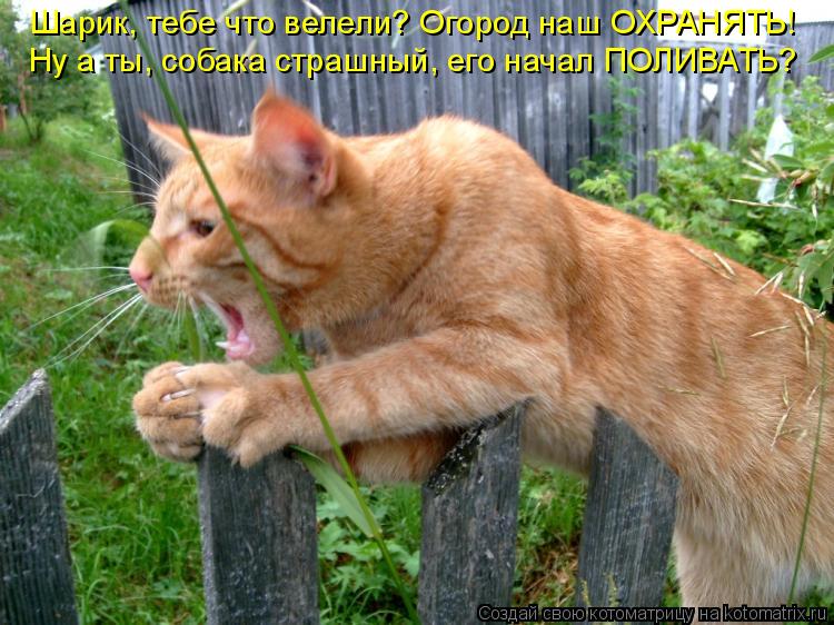 Шарик, тебе что велели? Огород наш ОХРАНЯТЬ! Ну а ты, собака страшный, его начал ПОЛИВАТЬ?... Котоматрица: Шарик, тебе что велели? Огород наш ОХРАНЯТЬ! Ну а ты, собака страшный, его начал ПОЛИВАТЬ?
