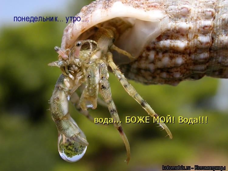 вода... БОЖЕ МОЙ! Вода!!! понедельник... утро....... Котоматрица: вода... БОЖЕ МОЙ! Вода!!! понедельник... утро....