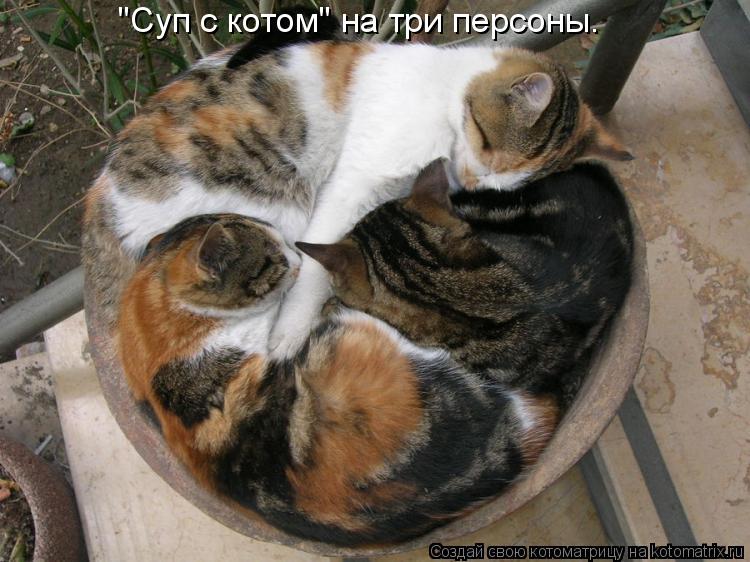 "Суп с котом" на три персоны.... Котоматрица: "Суп с котом" на три персоны.