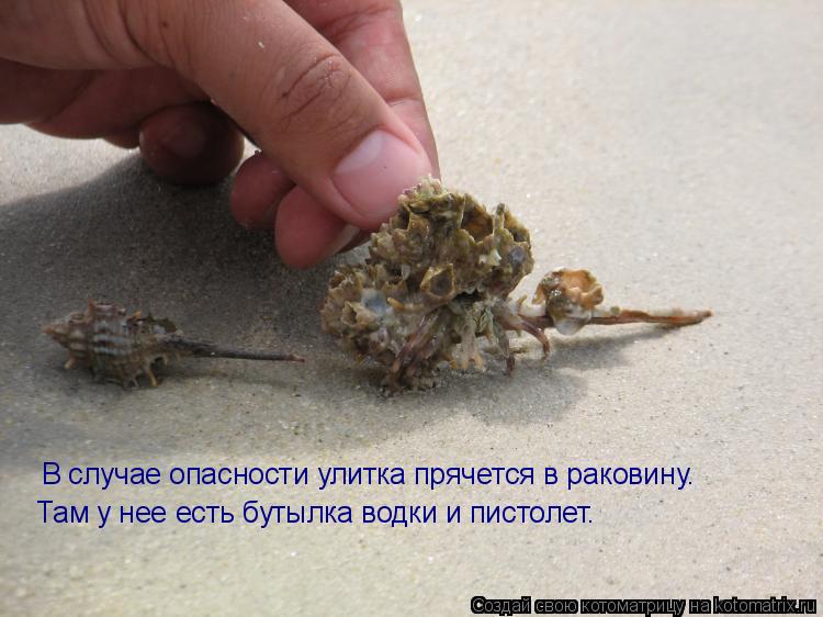 В случае опасности улитка прячется в раковину. Там у нее есть бутылка водки и пистолет.... Котоматрица: В случае опасности улитка прячется в раковину. Там у нее есть бутылка водки и пистолет.