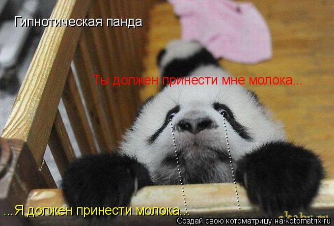 Гипнотическая панда ........................... ........................... Ты должен принести мне мо... Котоматрица: Гипнотическая панда ........................... ........................... Ты должен принести мне молока... ...Я должен принести молока...