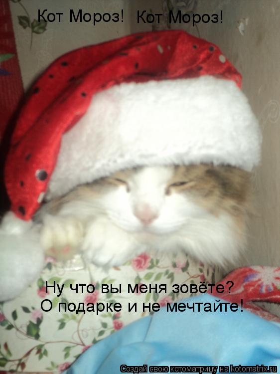 Кот Мороз! Кот Мороз! Ну что вы меня зовёте? О подарке и не мечтайте!... Котоматрица: Кот Мороз! Кот Мороз! Ну что вы меня зовёте? О подарке и не мечтайте!