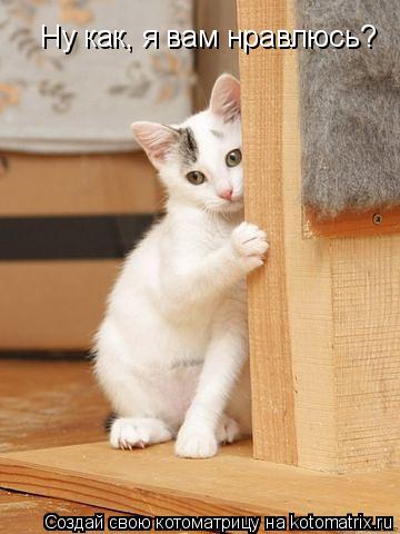 Ну как, я вам нравлюсь?... Котоматрица: Ну как, я вам нравлюсь?