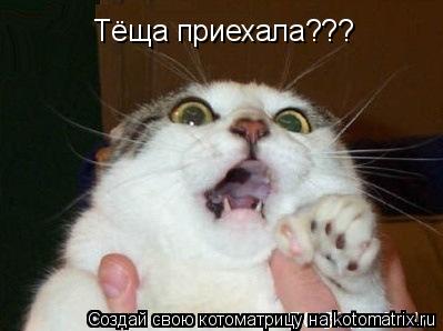 Тёща приехала???... Котоматрица: Тёща приехала???