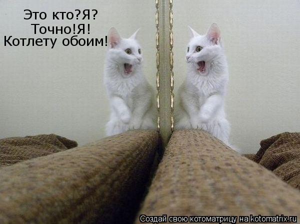 Это кто?Я? Точно!Я! Котлету обоим!... Котоматрица: Это кто?Я? Точно!Я! Котлету обоим!
