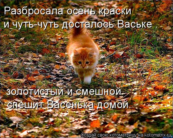Pазбросала осень краски и чуть-чуть досталось Ваське . золотистый и смешной спешит Васенька домой.... Котоматрица: Pазбросала осень краски и чуть-чуть досталось Ваське . золотистый и смешной спешит Васенька домой.