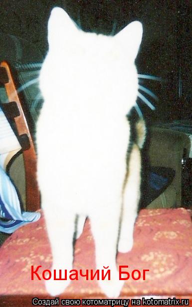 Кошачий Бог... Котоматрица: Кошачий Бог