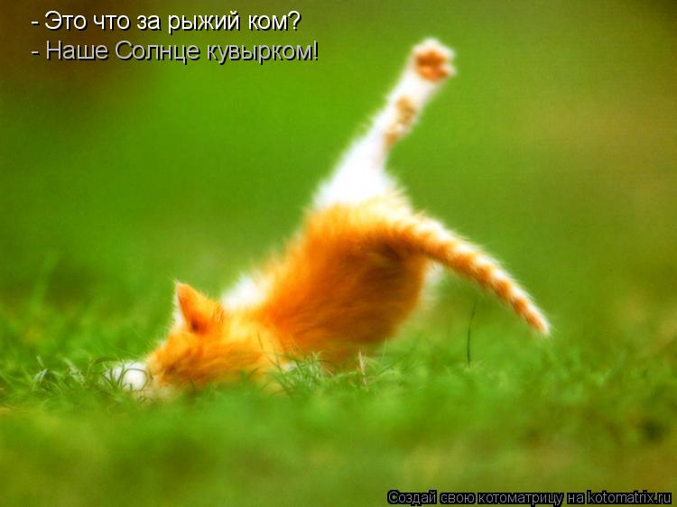 - Это что за рыжий ком? - Наше Солнце кувырком!... Котоматрица: - Это что за рыжий ком? - Наше Солнце кувырком!