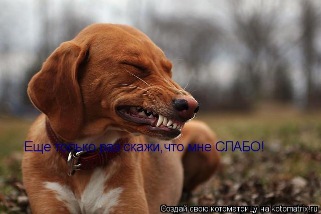 Еще только раз скажи,что мне СЛАБО!... Котоматрица: Еще только раз скажи,что мне СЛАБО!