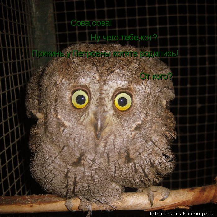 Сова,сова! Сова,сова! Ну чего тебе,кот? Прикинь,у Петровны котята родились! От кого?... Котоматрица: Сова,сова! Сова,сова! Ну чего тебе,кот? Прикинь,у Петровны котята родились! От кого?