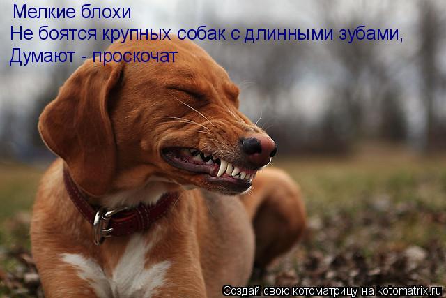 Мелкие блохи Не боятся крупных собак с длинными зубами, Думают - проскочат... Котоматрица: Мелкие блохи Не боятся крупных собак с длинными зубами, Думают - проскочат