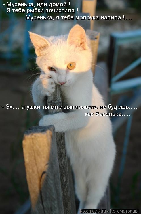 - Мусенька, иди домой ! Я тебе рыбки почистила ! Мусенька, я тебе молочка налила !.... - Эх.... а ушк... Котоматрица: - Мусенька, иди домой ! Я тебе рыбки почистила ! Мусенька, я тебе молочка налила !.... - Эх.... а ушки ты мне вылизывать не будешь..... как Васенька..