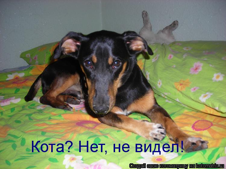 Котоматрица: Кота? Нет, не видел!