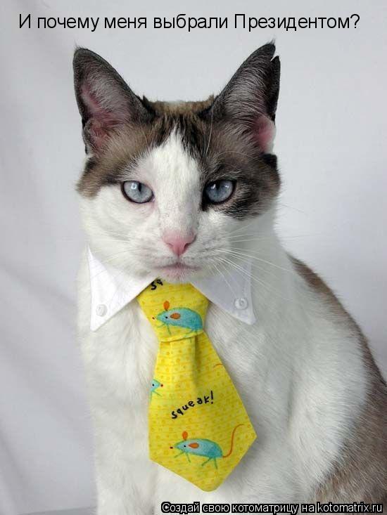 Котоматрица: И почему меня выбрали Президентом?
