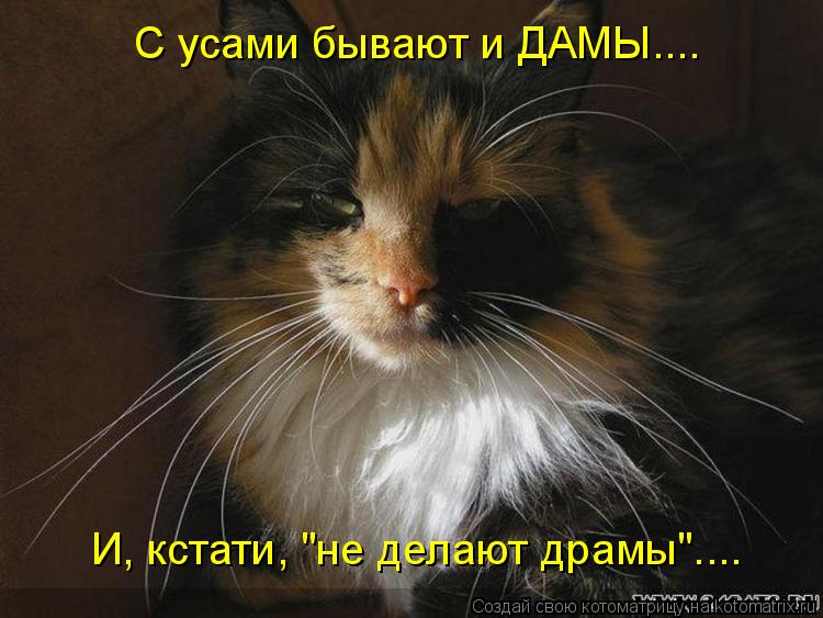 Котоматрица: С усами бывают и ДАМЫ.... И, кстати, "не делают драмы"....