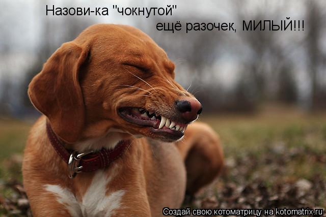Котоматрица: Назови-ка "чокнутой" ещё разочек, МИЛЫЙ!!!
