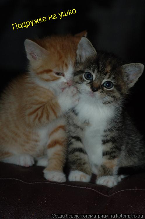 Котоматрица: Подружке на ушко