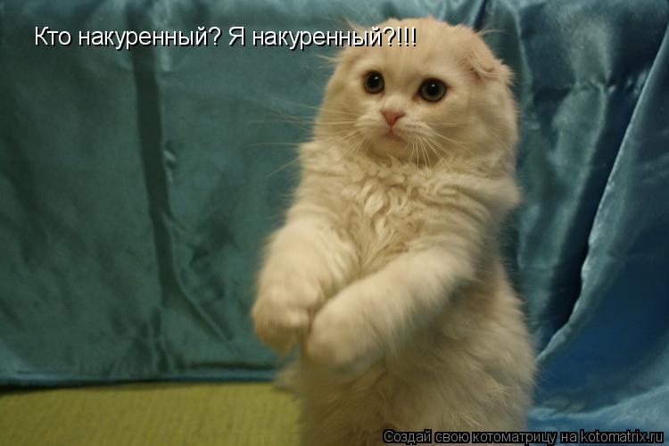 Котоматрица: Кто накуренный? Я накуренный?!!!