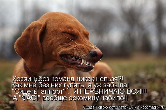 Хозяин, без команд никак нельзя?! Как мне без них гулять, я уж забыла! "Сидеть, аппорт"... Я НЕРВНИЧА... Котоматрица: Хозяин, без команд никак нельзя?! Как мне без них гулять, я уж забыла! "Сидеть, аппорт"... Я НЕРВНИЧАЮ ВСЯ!!! А "ФАС!" вообще оскомину набило!!