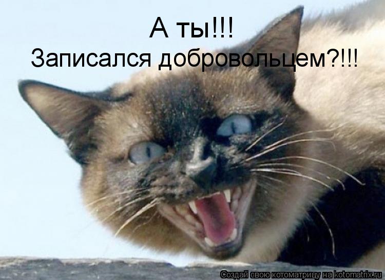Котоматрица: А ты!!! Записался добровольцем?!!!