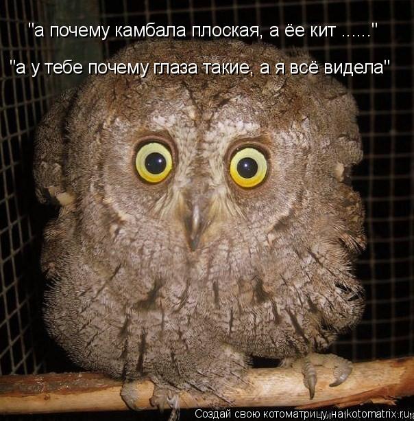 Котоматрица: "а почему камбала плоская, а ёе кит ......" "а у тебе почему глаза такие, а я всё видела"