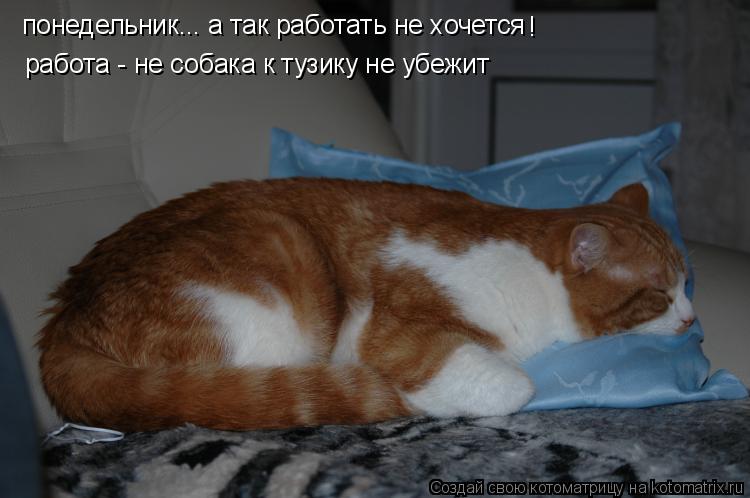 Котоматрица: понедельник... а так работать не хочется ! работа - не собака к тузику не убежит