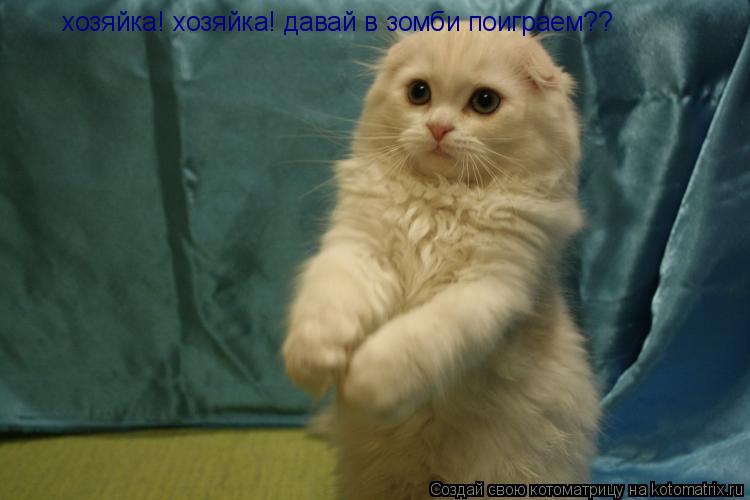 Котоматрица: хозяйка! хозяйка! давай в зомби поиграем??