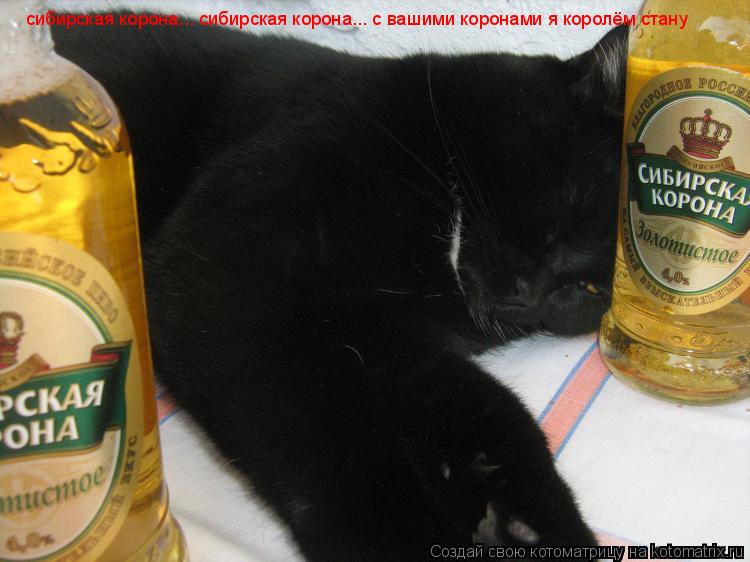 Котоматрица: сибирская корона... сибирская корона... с вашими коронами я королём стану