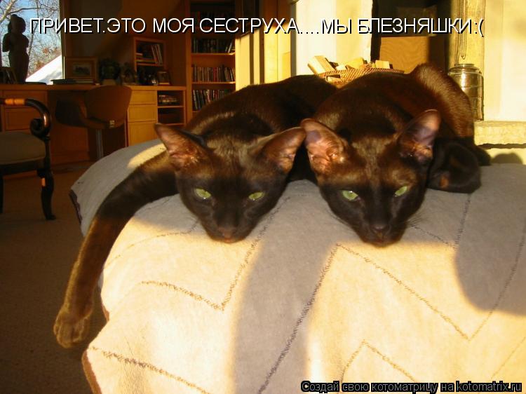 Котоматрица: ПРИВЕТ.ЭТО МОЯ СЕСТРУХА....МЫ БЛЕЗНЯШКИ:(