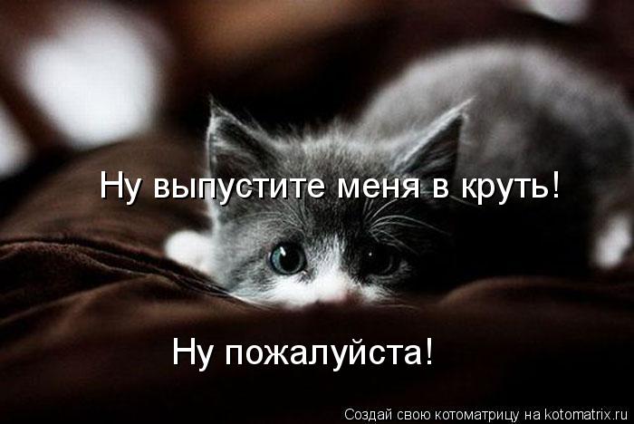 Котоматрица: Ну выпустите меня в круть! Ну пожалуйста!