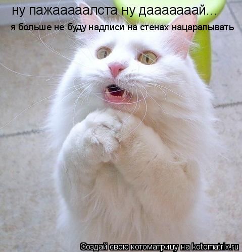 Котоматрица: ну пажааааалста ну дааааааай... я больше не буду надписи на стенах нацарапывать