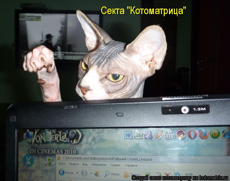 Котоматрица: Секта "Котоматрица"