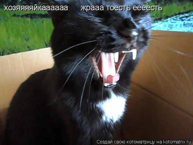 Котоматрица: хозяяяяйкаааааа жрааа тоесть еееесть