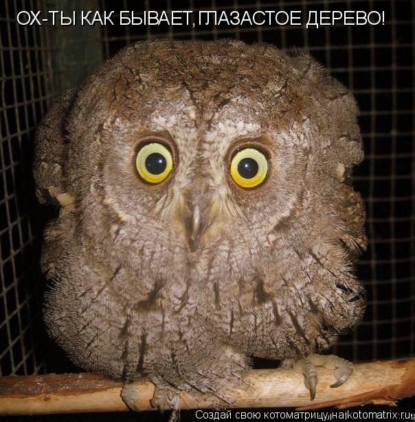 Котоматрица: ОХ-ТЫ КАК БЫВАЕТ,ГЛАЗАСТОЕ ДЕРЕВО!