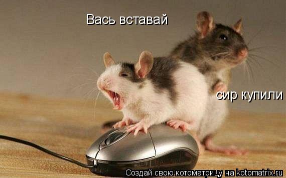 Котоматрица: Вась вставай  сир купили