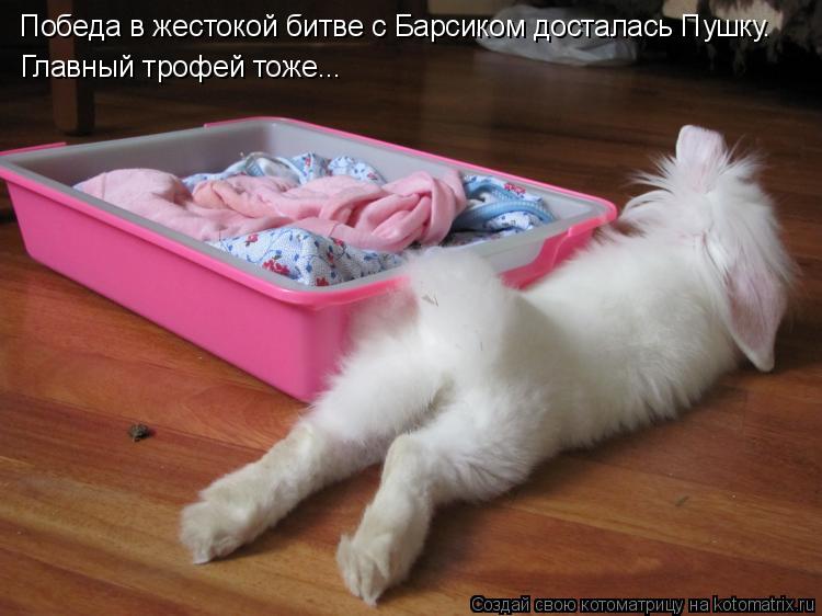 Котоматрица: Победа в жестокой битве с Барсиком досталась Пушку.  Главный трофей тоже...