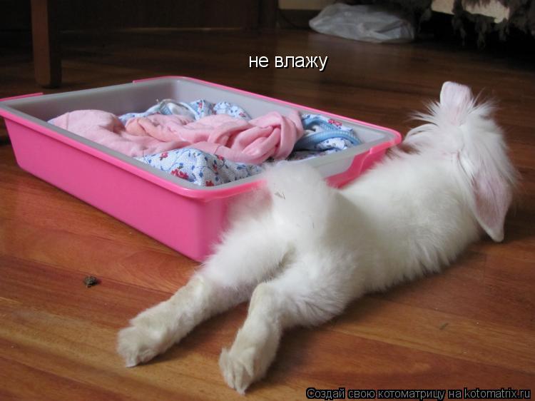 Котоматрица: не влажу