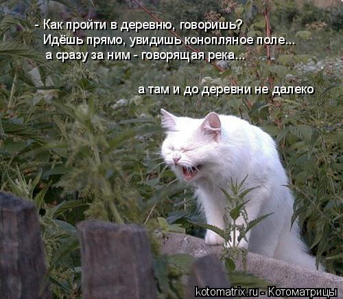 Котоматрица: - Как пройти в деревню, говоришь? Идёшь прямо, увидишь конопляное поле...  а сразу за ним - говорящая река...  а там и до деревни не далеко