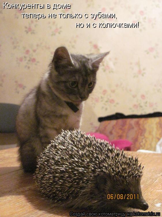 Котоматрица: Конкуренты в доме  теперь не только с зубами, но и с колючками!