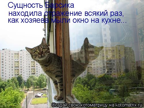 Котоматрица: Сущность Барсика находила отражение всякий раз, как хозяева мыли окно на кухне...