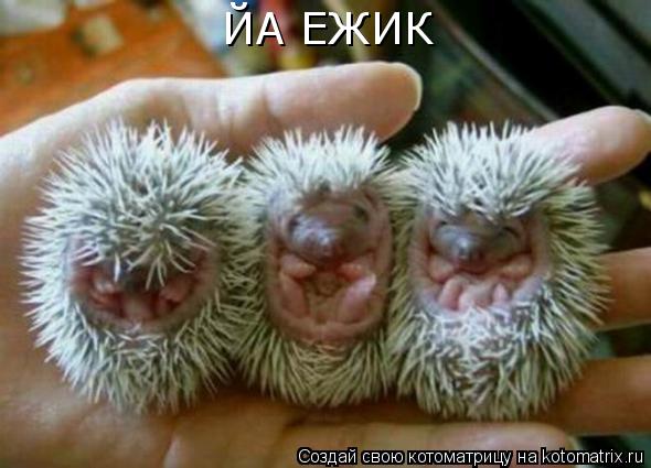 ЙА ЕЖИК... Котоматрица: ЙА ЕЖИК