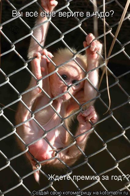 Вы всё ещё верите в чудо?... Котоматрица: Вы всё ещё верите в чудо?