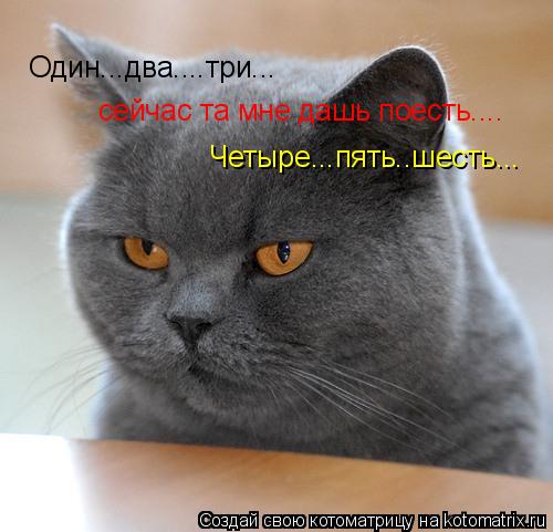 Один...два....три... сейчас та мне дашь поесть.... Четыре...пять..шесть...... Котоматрица: Один...два....три... сейчас та мне дашь поесть.... Четыре...пять..шесть...