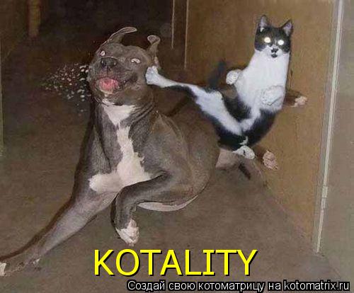 KOTALITY... Котоматрица: KOTALITY