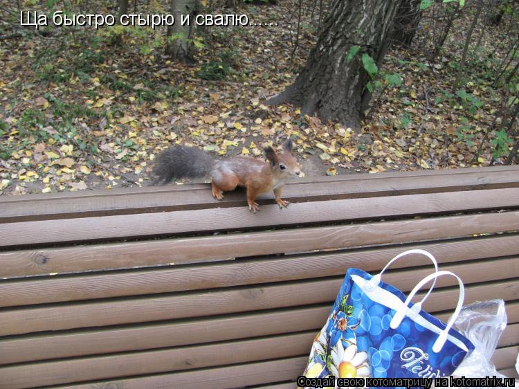 Ща быстро стырю и свалю......... Котоматрица: Ща быстро стырю и свалю......