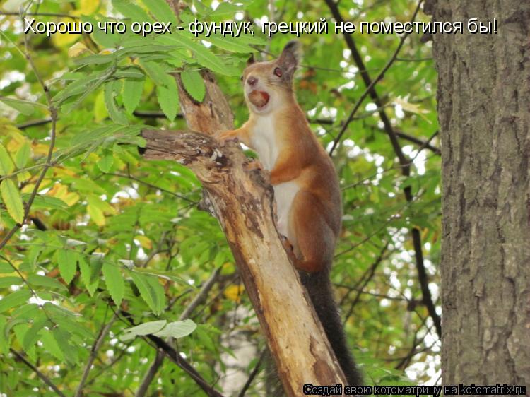 Хорошо что орех - фундук, грецкий не поместился бы!... Котоматрица: Хорошо что орех - фундук, грецкий не поместился бы!