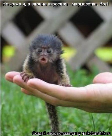 Не кроха я, а вполне взрослая - мармазетка. Вот!... Котоматрица: Не кроха я, а вполне взрослая - мармазетка. Вот!