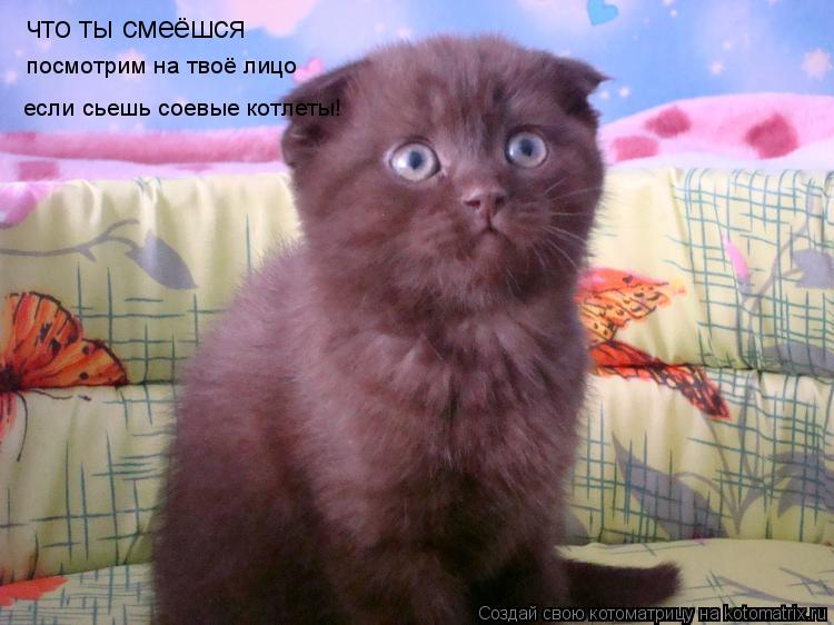 Котоматрица: что ты смеёшся посмотрим на твоё лицо если сьешь соевые котлеты!
