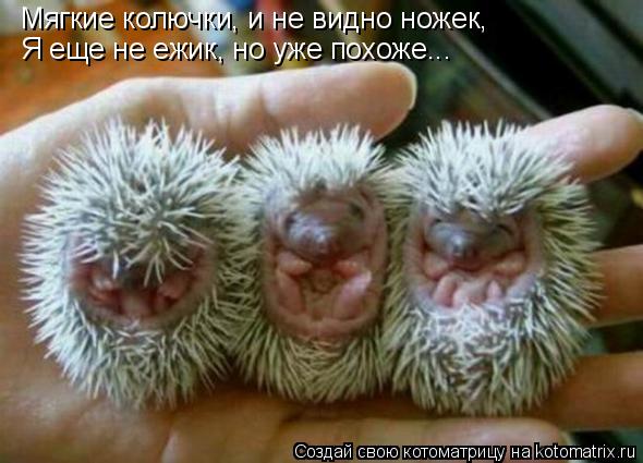Котоматрица: Мягкие колючки, и не видно ножек, Я еще не ежик, но уже похоже...